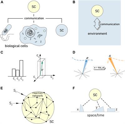 Exploring Information and Communication Theories for Synthetic Cell Research